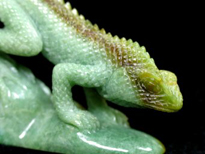 published jade chameleon